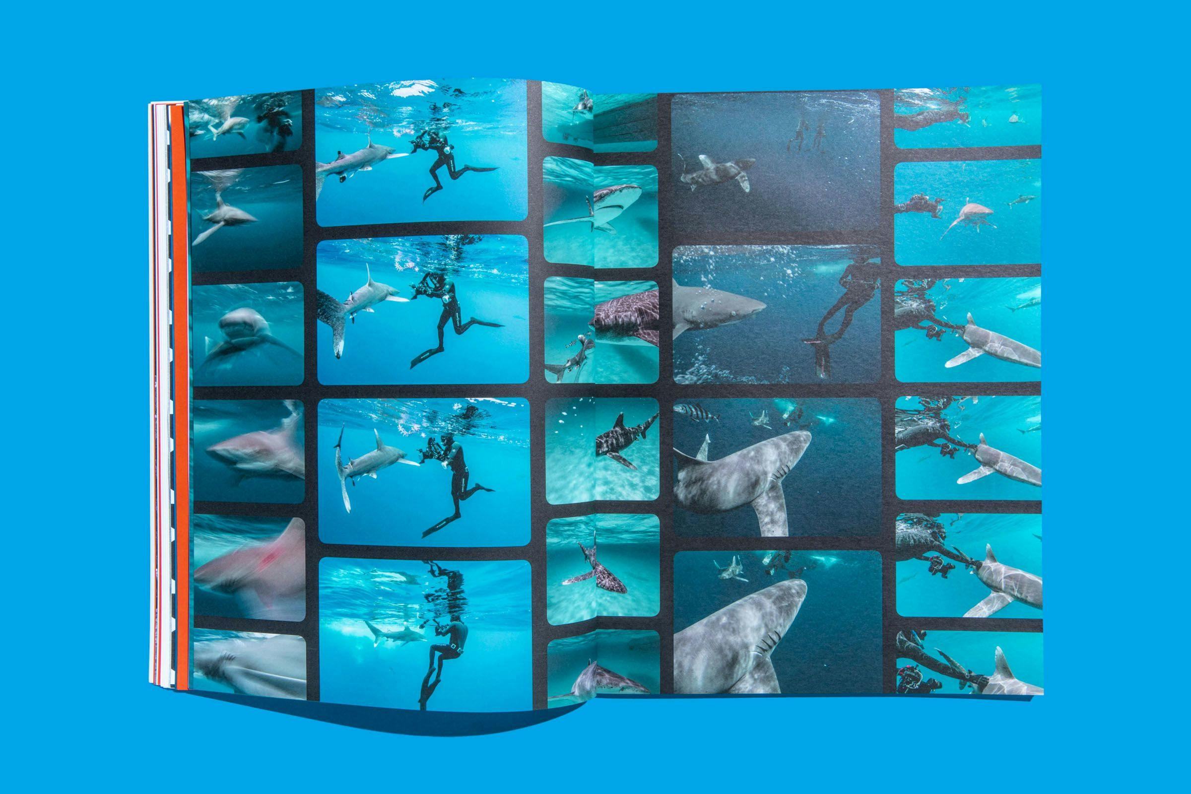 A two-page spread featuring photos of divers swimming with sharks 
